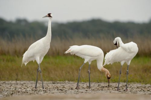 three Whooping Cranes